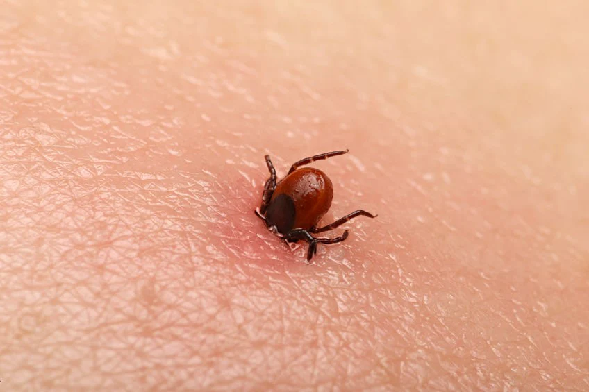 ticks-control